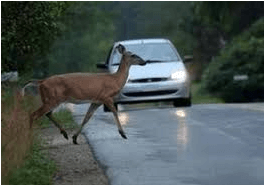 Deer Deer