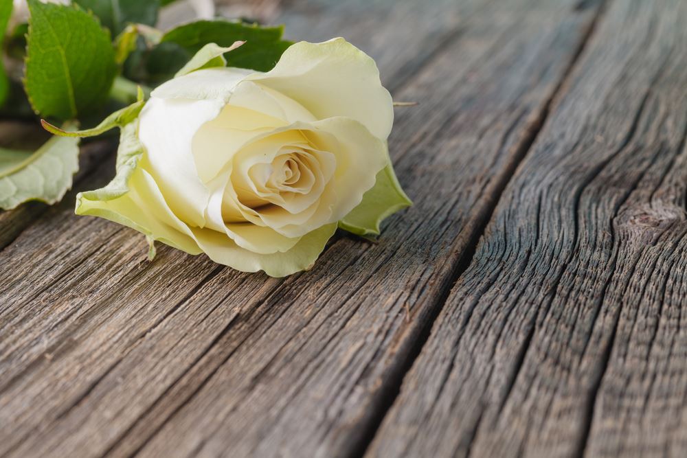 white-rose-on-a-table-man-funeral-flowers