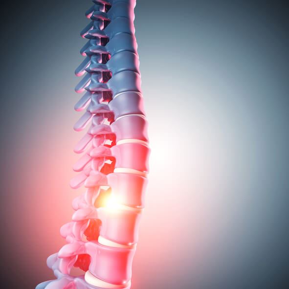 Spinal-Cord Spinal-Cord